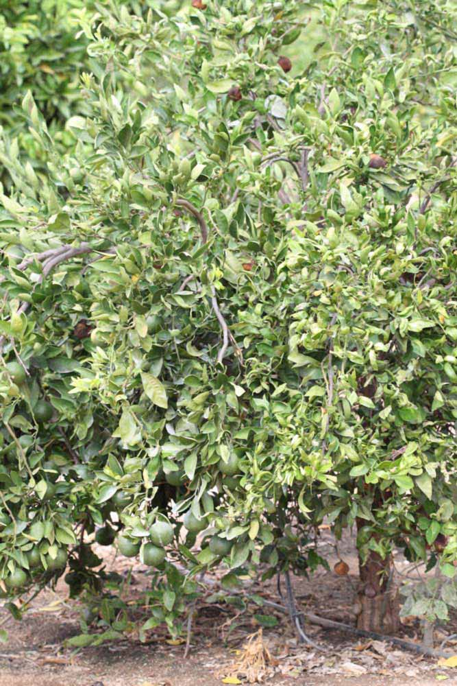            Habit (Riverside, CA)   